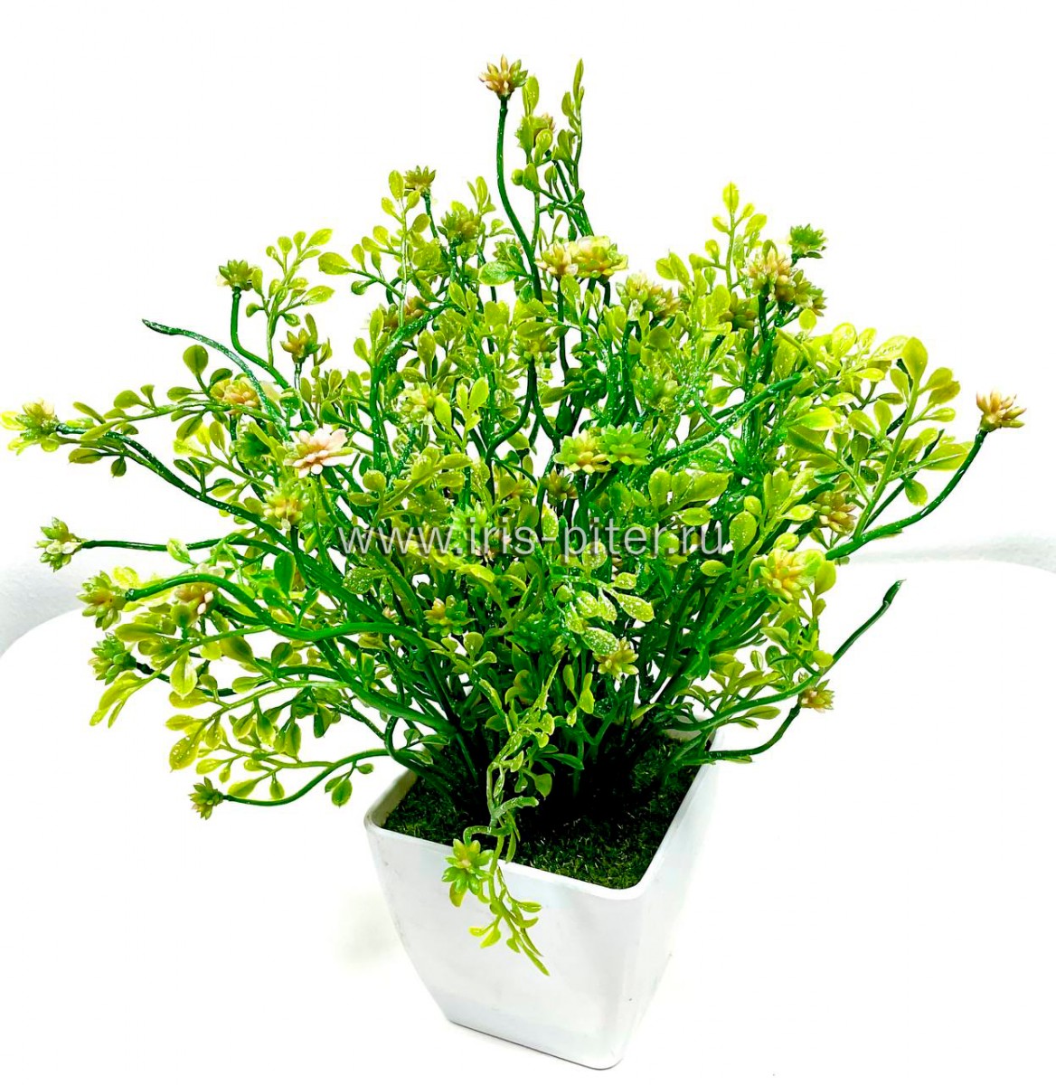 Мелкоцвет персиковый в горшке