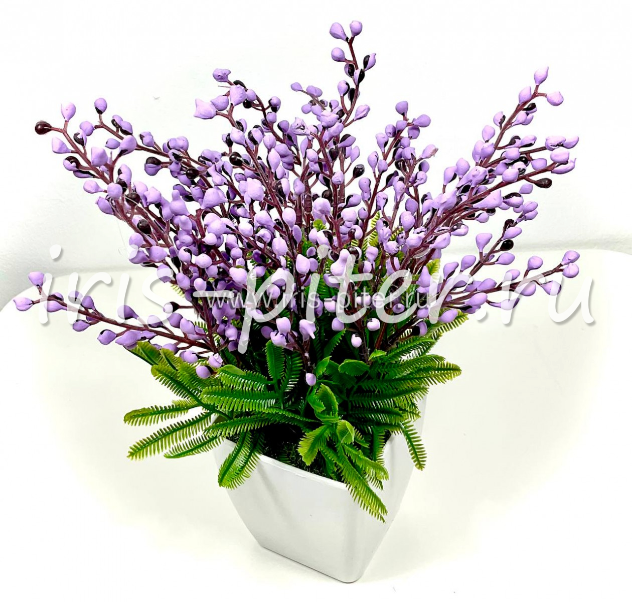 Мимоза 5вет фиолетовая в горшке