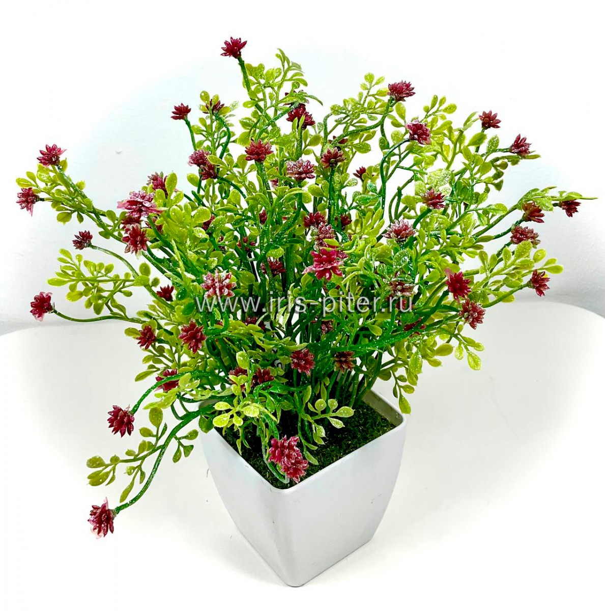 Мелкоцвет сиреневый в горшке