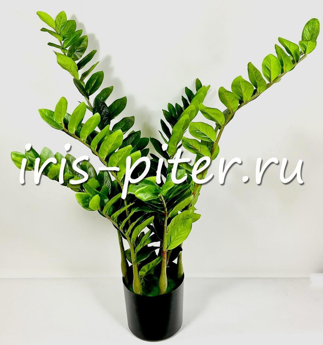 Замиокулькас в горшке