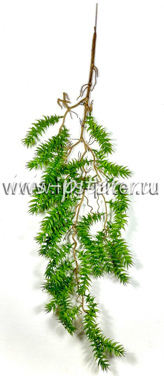 Ветка плаун с корнями 