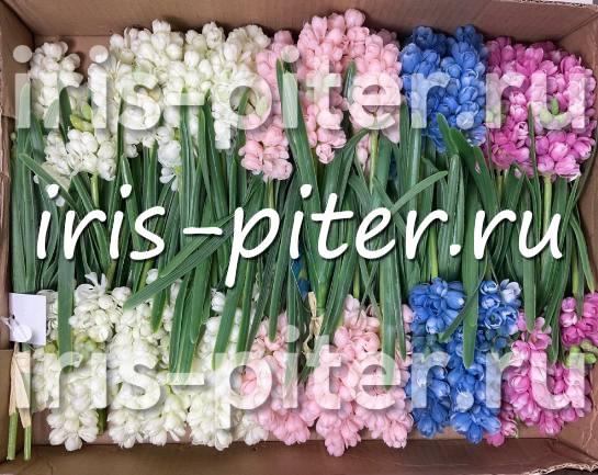 мускари 3г 1бут  латекс