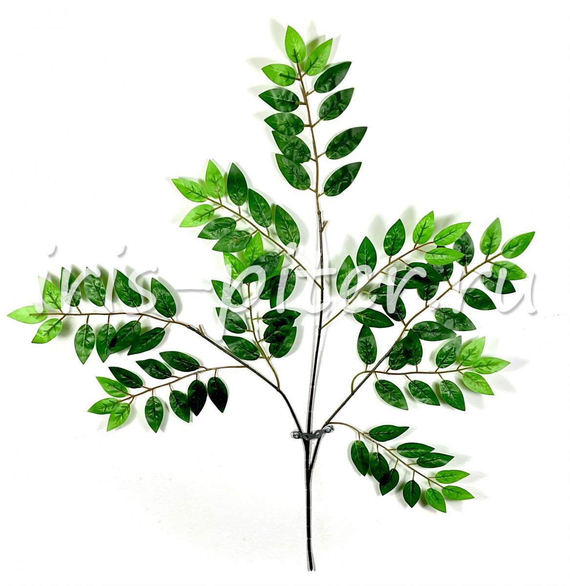 Ветка акация 