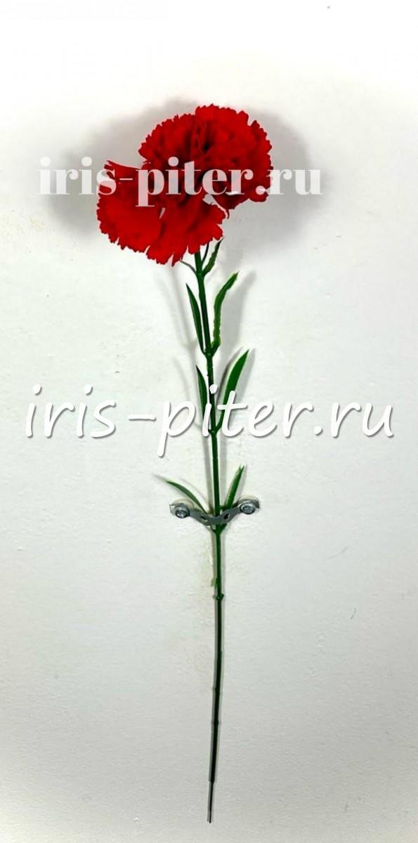 гвоздика одиноч бархатная