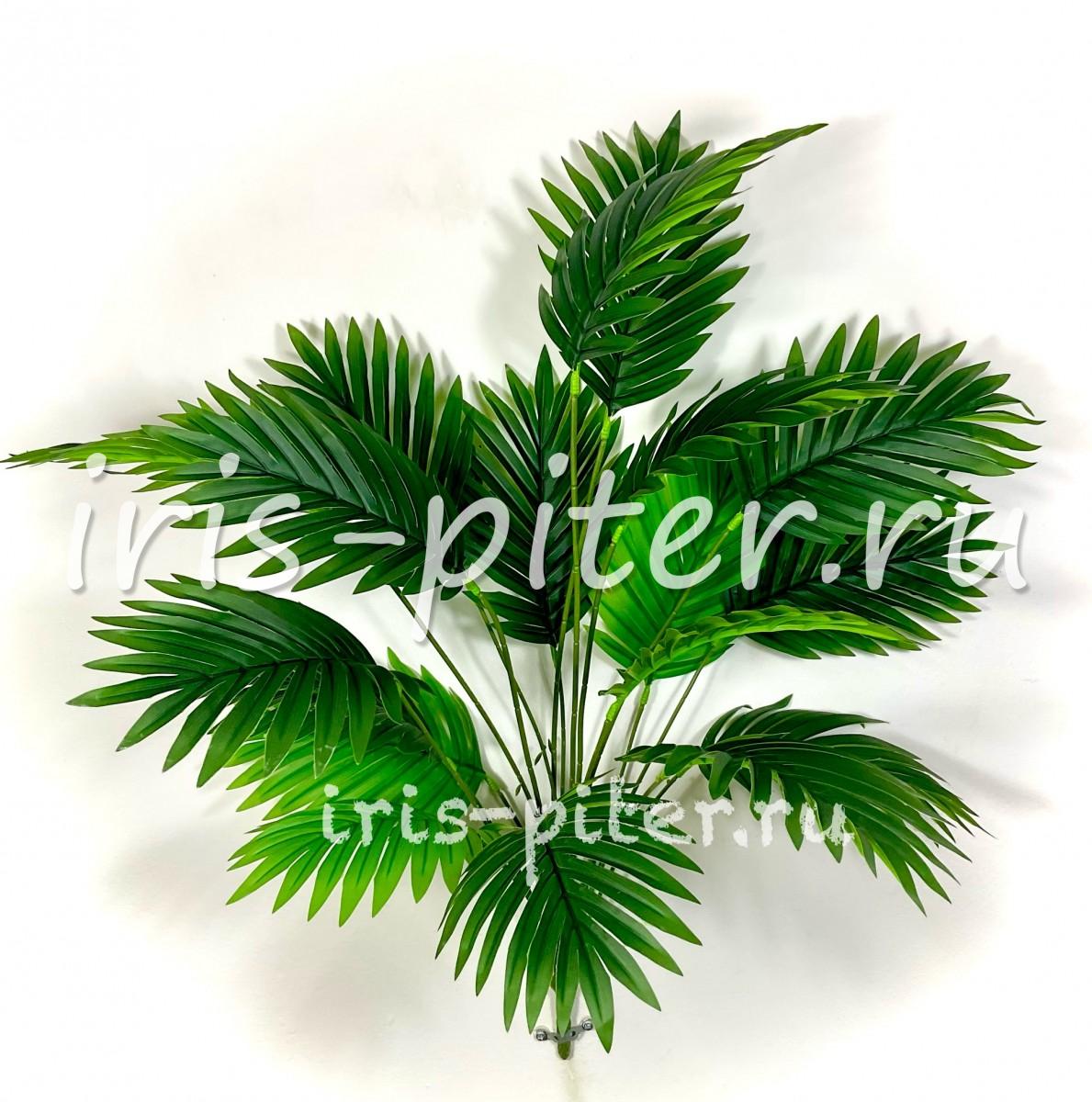 пальма хамедорея 18л сборная