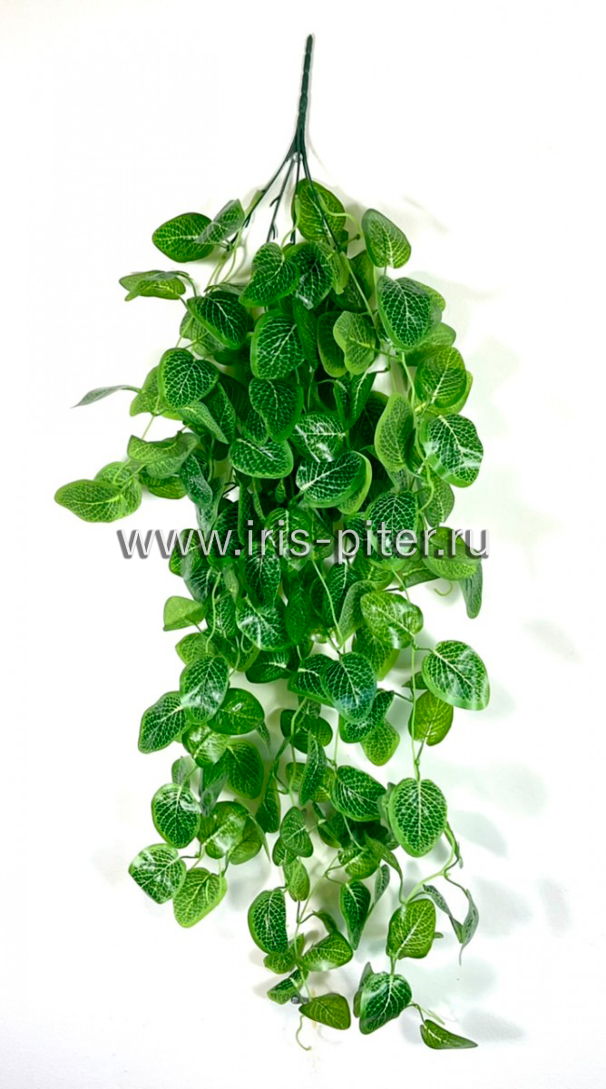 Ветка фиттония 5вет 