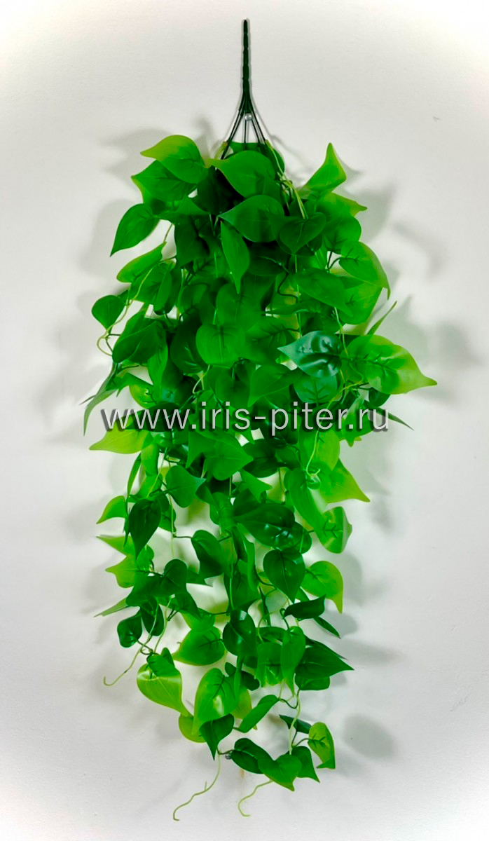 Ветка филодендрон 5вет