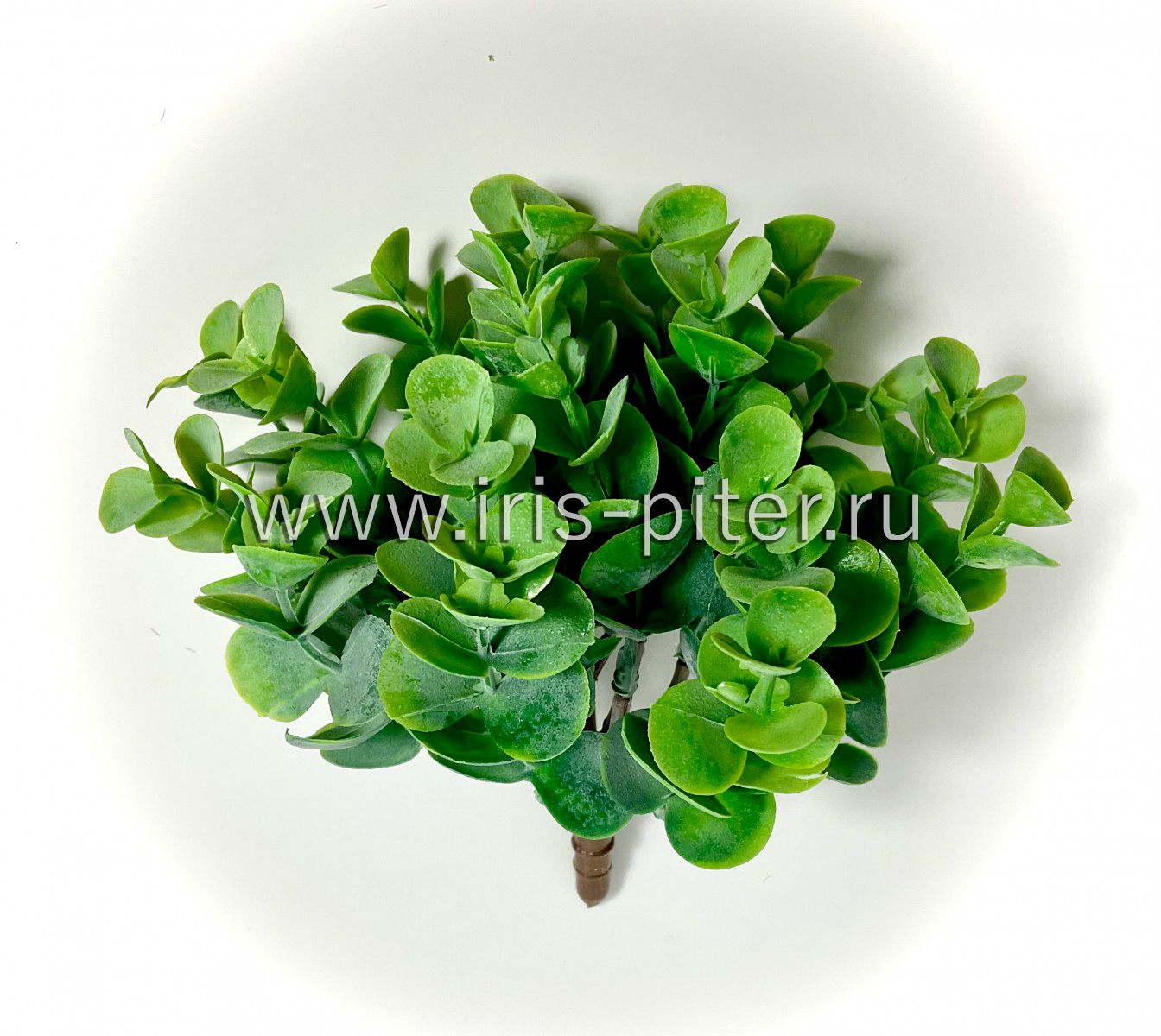 Самшит горшечный