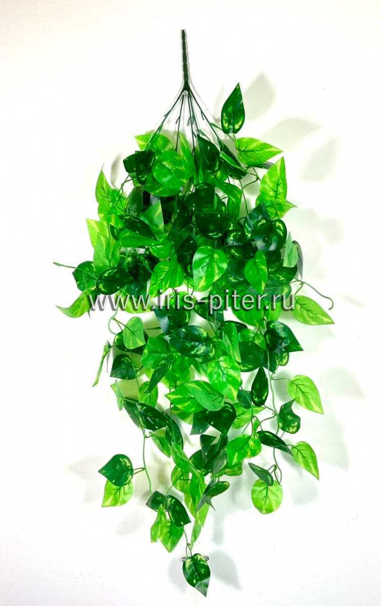 Ветка сциндапсус 5вет