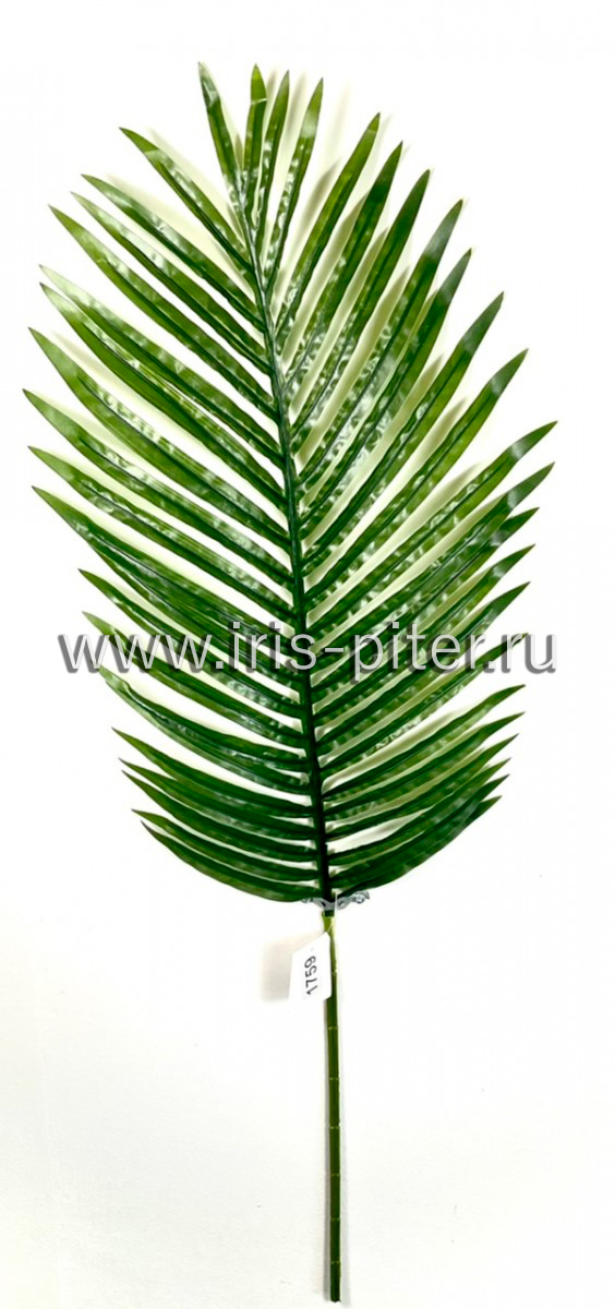 Лист финиковой пальмы