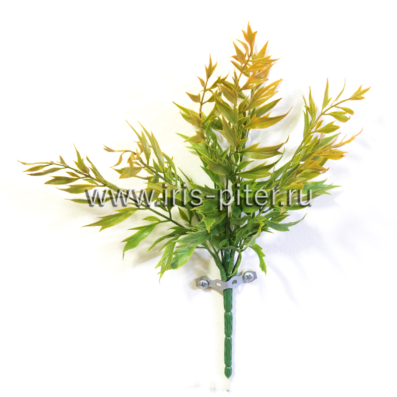 Рябинник желтый горшечный