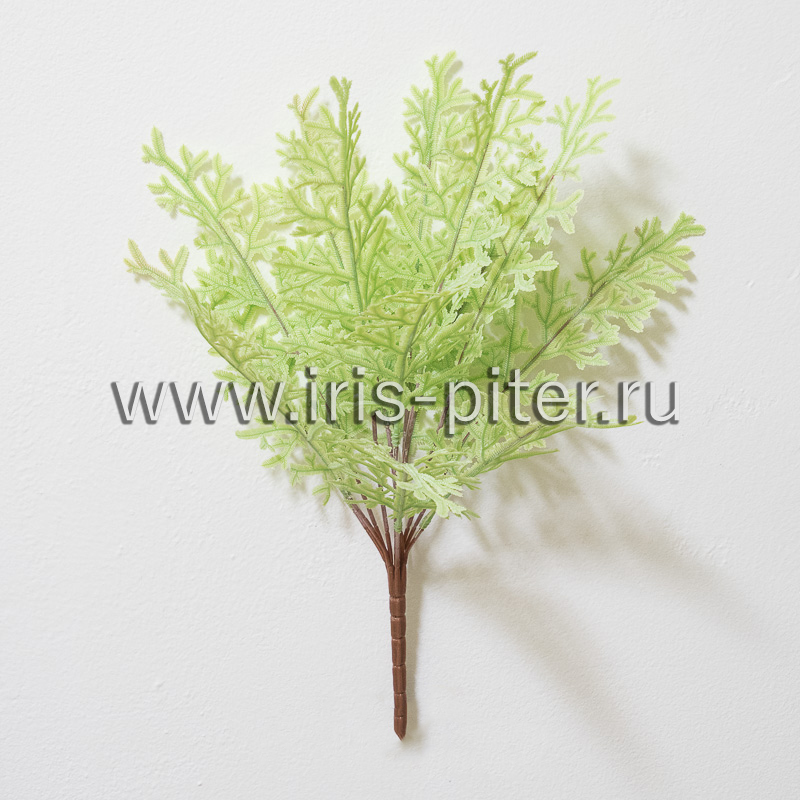 Папоротник платицериум белый