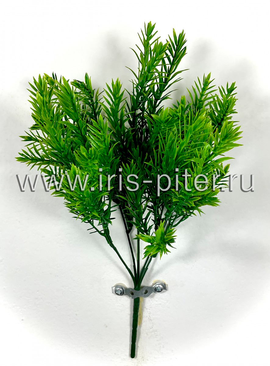 Розмарин 5веток
