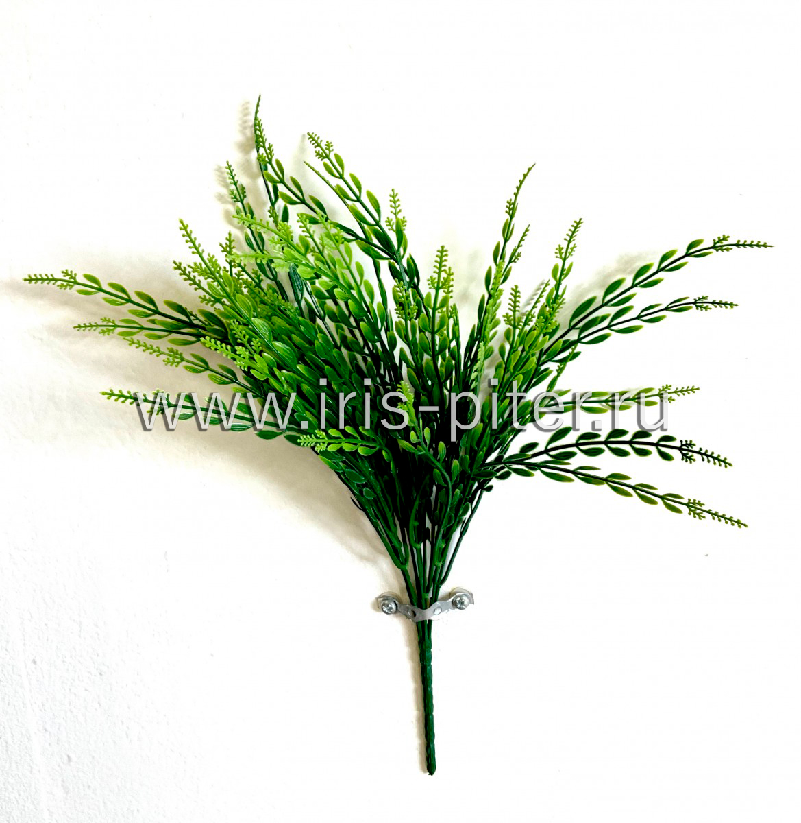 Тиласпия 7вет