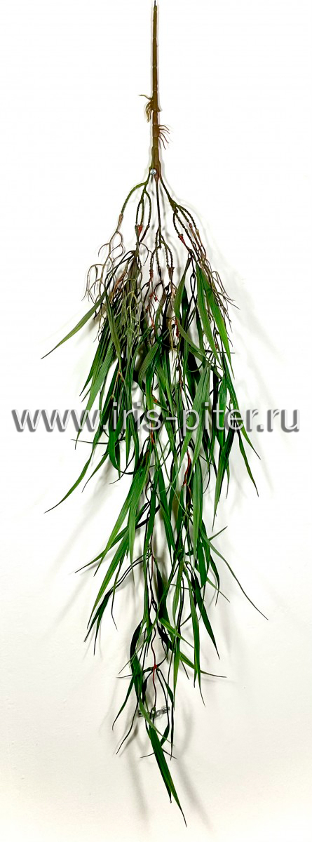 Ветка осока ампельная с корнями 
