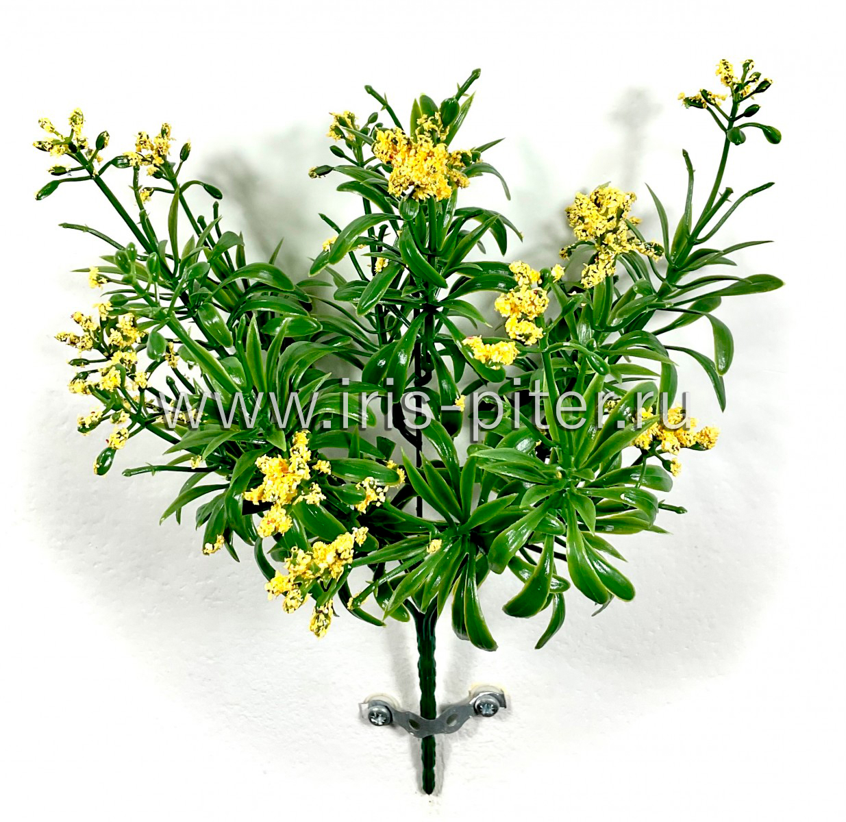 Куст кашка 5вет