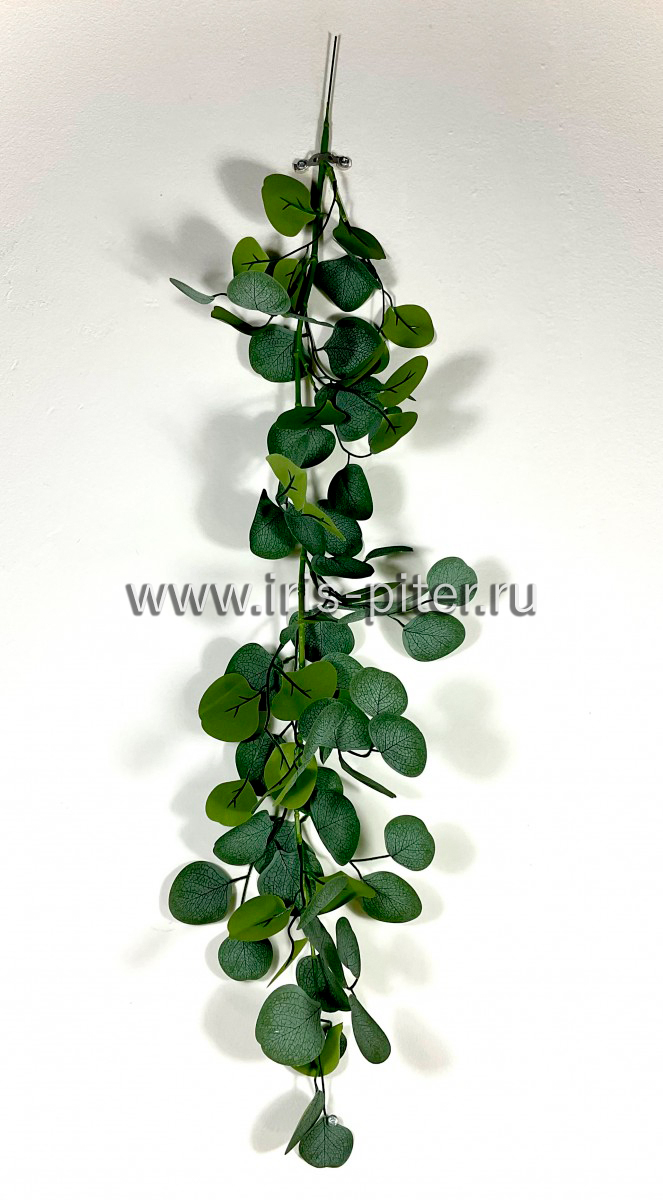 ветка эвкалипт