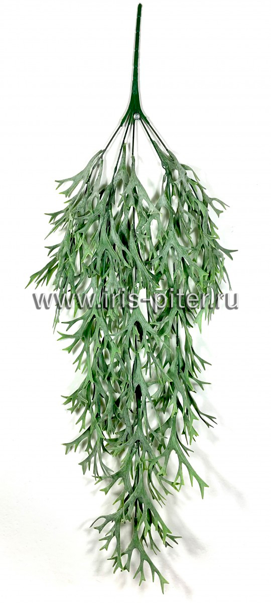 Ветка платицериум 