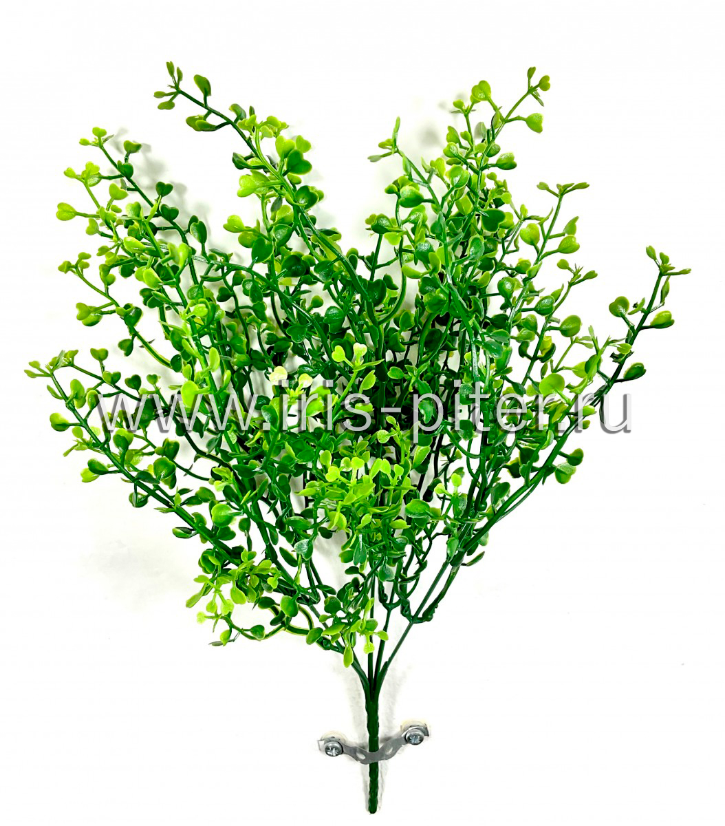 Куст пастушья сумка 5веток