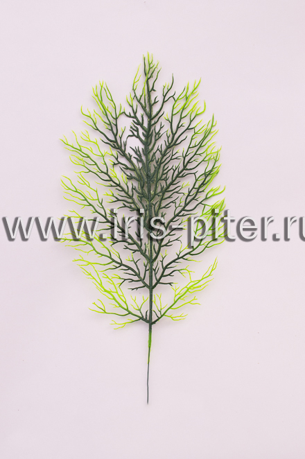 Папоротник «водоросль»