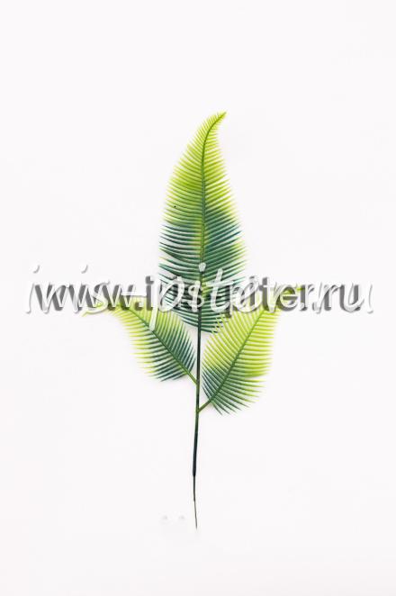 Папоротник "трехлистник"