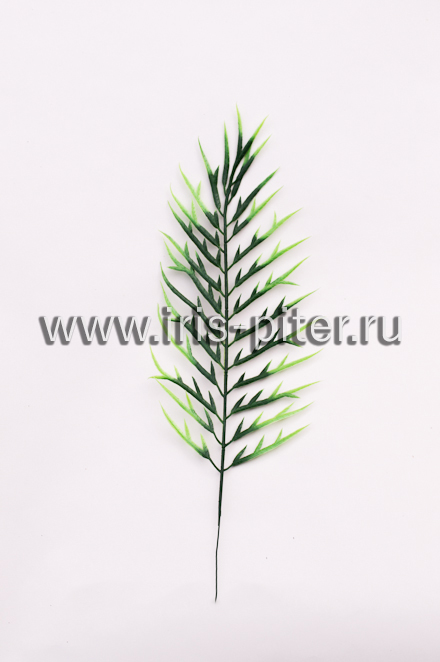 Папоротник "Оленьи рога"