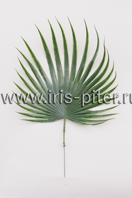 Пальма круглая большая