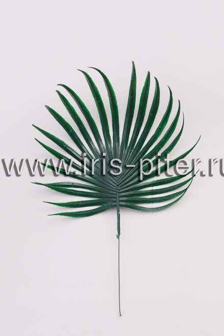 Пальма круглая маленькая