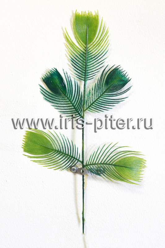 Папоротник пятилистник 