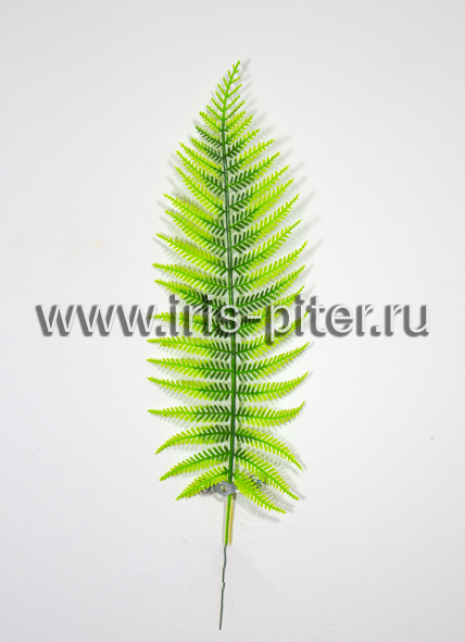 Папоротник лесной