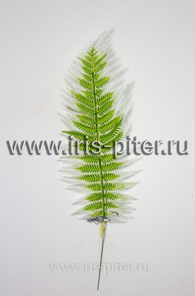 Папоротник лесной бело-зеленый 