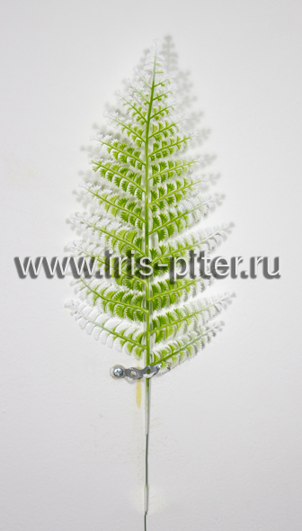 Папоротник «петрушка» бело-зеленый