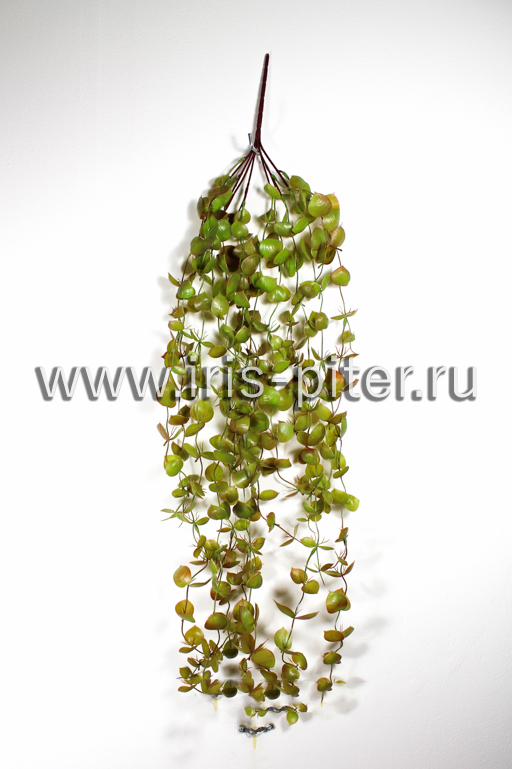 Лиана пеперомия 13вет пластм светлая