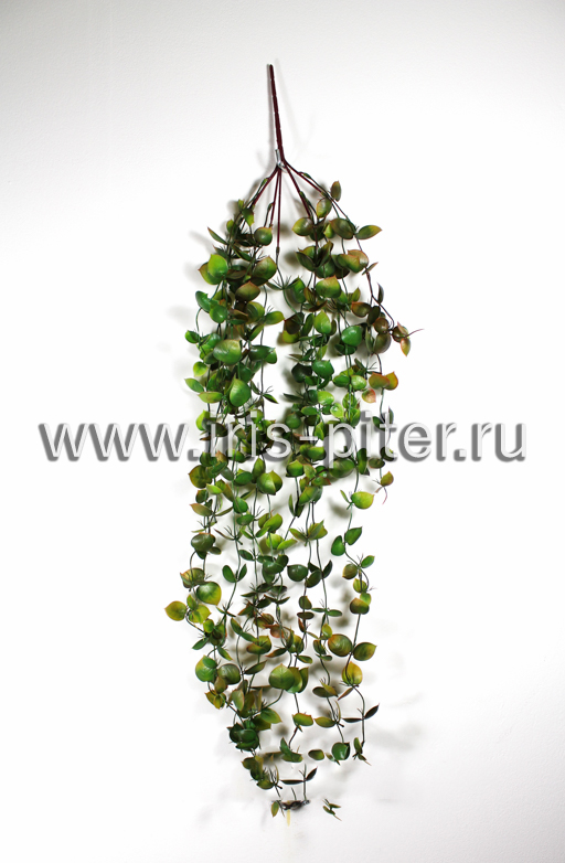 Лиана пеперомия 13вет пластм темная