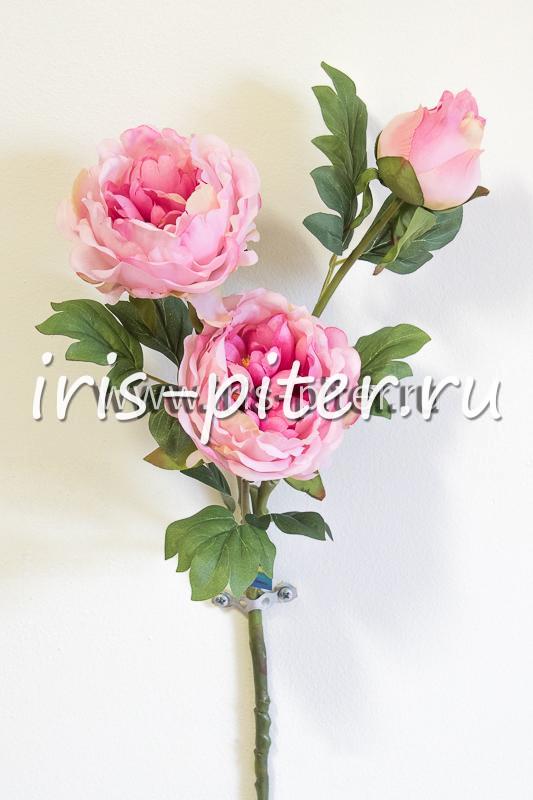 Ветка пиона 2г 1бут 