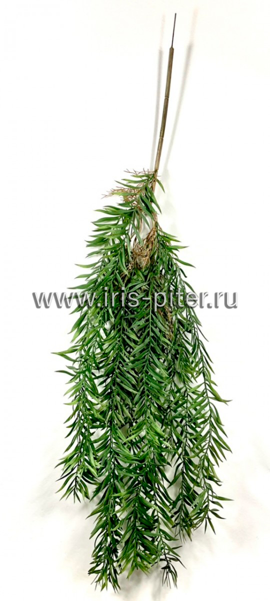 Ветка рускус с корнями 