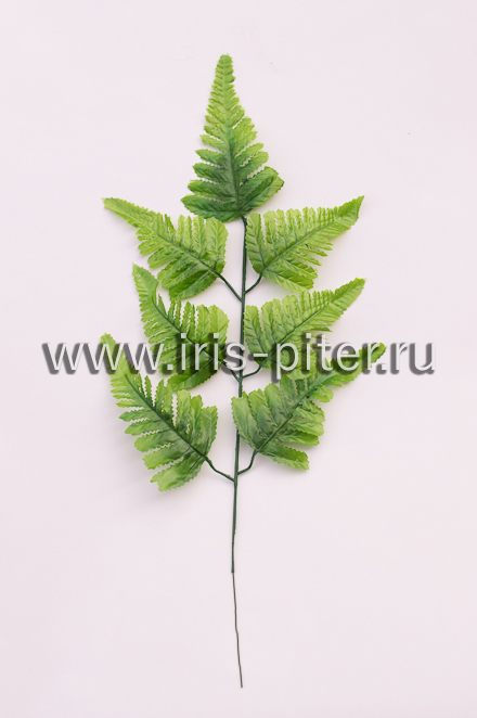 Папоротник 7 вет большой
