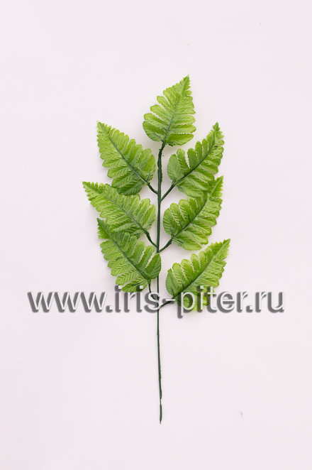 Папоротник 7 вет средний