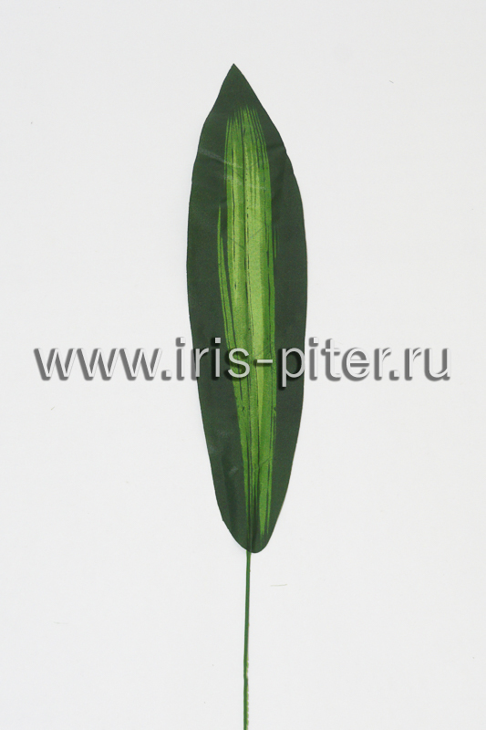 Сансевьера средняя лист 