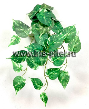 Сциндапсус горшечный пестрый