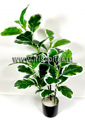 Фикус тинеке в горшке