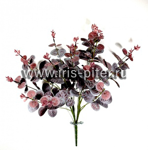 Куст эвкалипт 16 вет бордовый