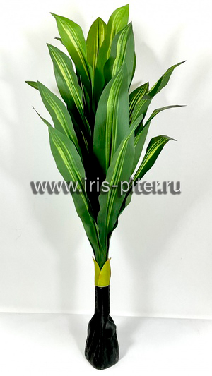 Драцена деремская 