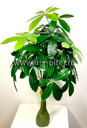 Пахира сборная