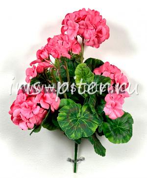 Герань горшечная 9веток малиновая