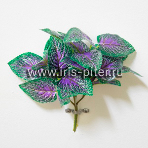 Куст горшечный малый фитония