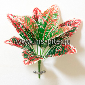 Куст горшечный кодиеум