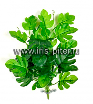 Куст горшечный монстера