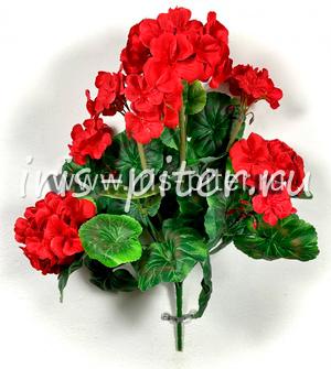 Герань горшечная 9 веток красная