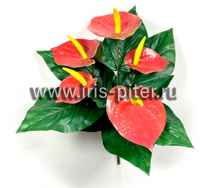 Антуриум 5г горшечный